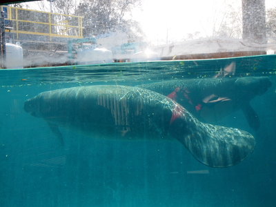 [Side view into a tank which contains two manatees. The one closest to the camera is swimming to the left while the one behind it swims to the right]